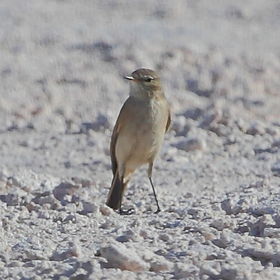 Muscisaxicola flavinucha em Salar de Atacama, San Pedro de Atacama, Região de Antofagasta, Chile