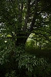 Geschlitztblättrige Buche (Fagus sylvatica laciniata)