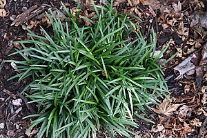 소엽맥문동(Ophiopogon japonicus)