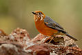 An orange-headed thrush (ssp. cyanota) at Dandeli Wildlife Sanctuary, India