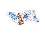 1ymm: TCR/HLA-DR2b/MBP-peptide complex