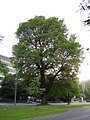 English elm, Preston Park, Brighton (2004)