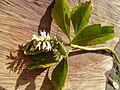 цваст врсте Pachysandra terminalis