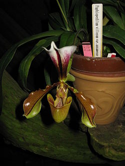 Paphiopedilum villosum var. annamense