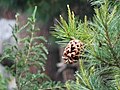 Pinus gerardiana, þroskaður köngull í Kalpa, Himachal Pradesh, Indlandi.