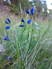 Jungfrulin Polygala vulgaris; bara liknar och är ej alls släkt med Linum usitatissimum, och duger ej till spånad