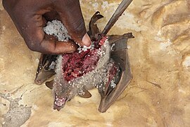 Preparation of a bat at Akodessawa Fetish Market for Voodoo rituals