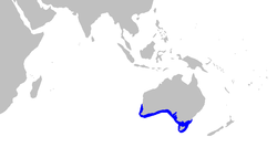 Distribuição do Pristiophorus cirratus (em azul)