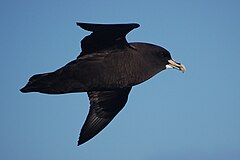 Description de l'image Procellaria Aequinoctialis in flight.jpg.