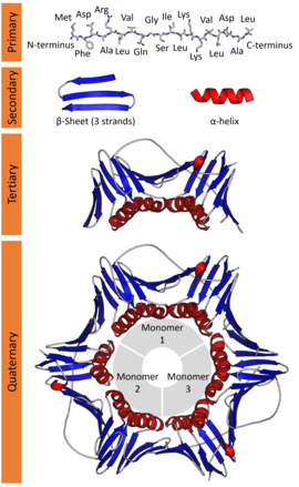 The image above contains clickable links The hierarchical levels of protein structure, using PCNA as an example. (PDB: 1AXC​)