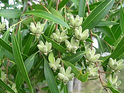 Quillaja brasiliensis