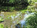 spring and small creek