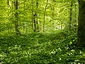 Early spring in a Baltic mixed forest