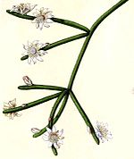 Rhipsalis neves-armondii