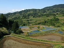 Terraced rice paddies in Yamakoshi, Niigata Prefecture