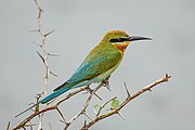 زنبورخوار دم‌آبی (Merops philippinus)