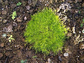 Sagina procumbens