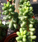 Sedum hernandezii