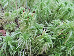 Sparriges Torfmoos (Sphagnum squarrosum)