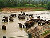 A herd of elephants bathing