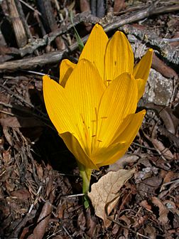 Fleur de Sternbergia clusiana, liliacée des steppes d'Asie Mineure. (définition réelle 1 496 × 1 994)