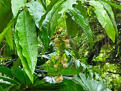 Flower buds