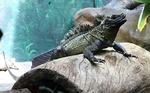 Männchen im Zoo Sydney