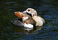 Egyptian goose