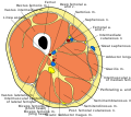 Cross section of the thigh vectorized and adapted from a public domain version of gray's anatomy.