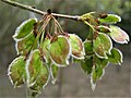 Samarae, April; note ciliate margins