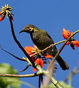 Foulehaio carunculatus