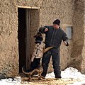 ボディアーマーを着用したアメリカ陸軍の軍犬。