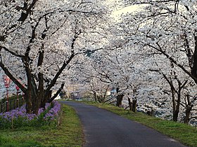 斐伊川堤防桜並木