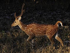 Le Cerf axis, ou chital, est une espèce de cerf souvent confondu avec le daim.