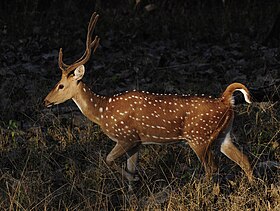 Macho no Parque Nacional Nagarhole