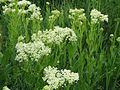 Lepidium draba