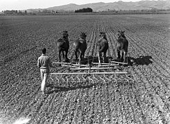 Harrowing a field (1948)