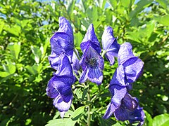 花序は散房状から円錐状になり、花柄は茎に対して広角度に開いて伸びる。雄蕊、雌蕊はふつう無毛。