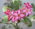 富贵花（Adenium obesum）