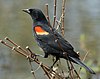 Redwinged blackbird