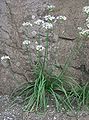 Escapos en Allium tuberosum.