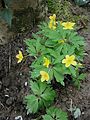 Anemone ranunculoides