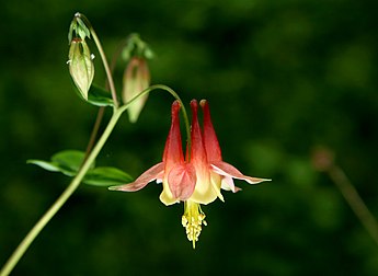 Fleur d'ancolie de l'espèce Aquilegia formosa. (définition réelle 3 428 × 2 501)