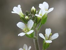 拟南芥（''Arabidopsis thaliana''）是首个完成测序的植物，也是重要的模式植物。
