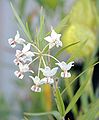 Inflorescence.