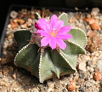 Aztekium hintonii