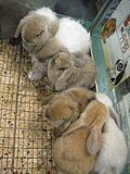 Jeunes lapins en vente dans un magasin.