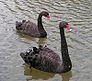 Black swan