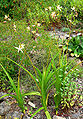 Bletilla ochracea