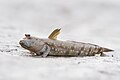 Boleophthalmus boddarti - a mudskipper which is believed to share some features with extinct fishapods in terms of adaptations to terrestrial habitats